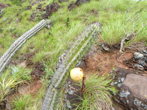 Praecereus euchlorus ssp. amazonicus