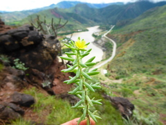 Portulaca lanuginosa