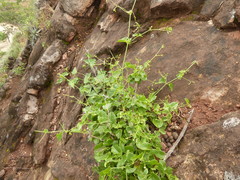 Commicarpus