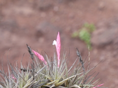 Tillandsia caulescens