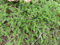 Selaginella sellowii
