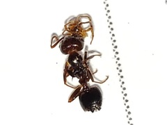 Crematogaster parapilosa