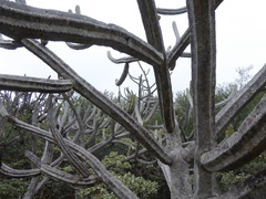 Browningia altissima