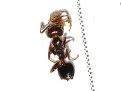 Crematogaster parapilosa