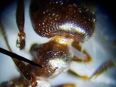 Crematogaster parapilosa