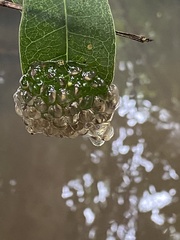 Natalobatrachus bonebergi