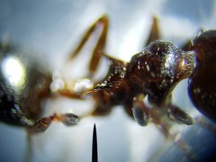 Crematogaster parapilosa