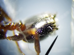 Crematogaster parapilosa