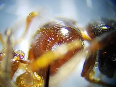 Crematogaster parapilosa