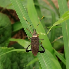 Percevejo-escuro (Leptoglossus gonagra)