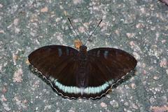 Tanaecia whiteheadi