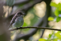 Muscicapa striata striata