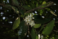Atalantia racemosa