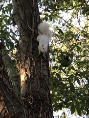 Sciurus carolinensis