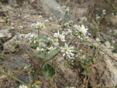 Alternanthera halimifolia
