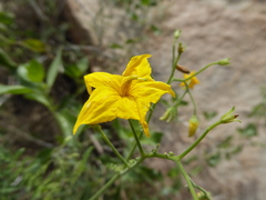 Solanum peruvianum