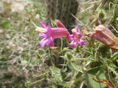 Ruellia floribunda
