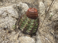 Melocactus peruvianus