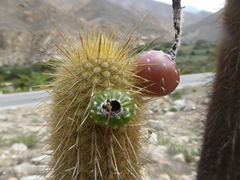 Haageocereus pseudomelanostele