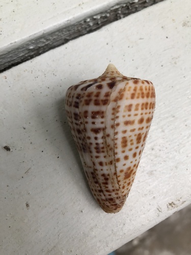 Conus image