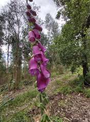 Digitalis purpurea purpurea