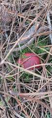 Russula torulosa