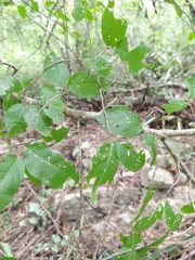 Phyllostylon brasiliense