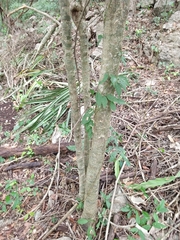 Phyllostylon brasiliense