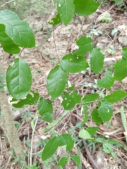 Phyllostylon brasiliense