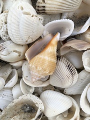 Strombus alatus image