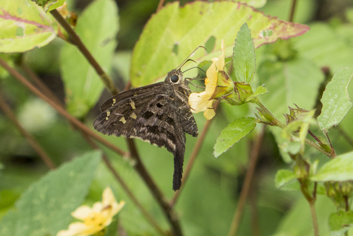 Dorantes Longtail