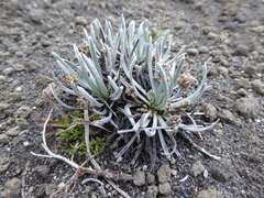 Plantago sericea