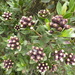 Baccharis teindalensis - Photo (c) danplant, some rights reserved (CC BY-NC), uploaded by danplant
