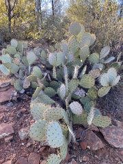 Opuntia chlorotica