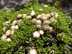 Baccharis caespitosa