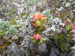 Castilleja nubigena