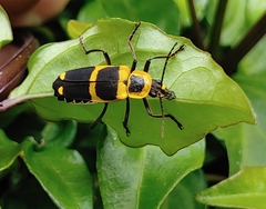 Chauliognathus subapicalis