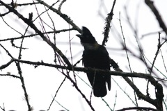 Cephalopterus ornatus