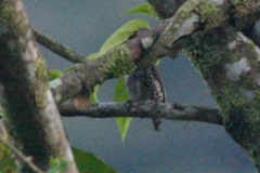 Picumnus dorbignyanus