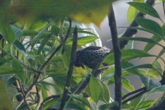 Picumnus dorbignyanus