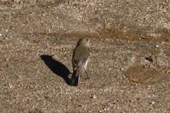 Syrtidicola fluviatilis