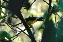 Cyanocorax yncas yncas