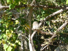Glaucidium capense