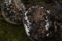 Agathomyia wankowiczii