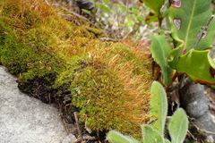 Tortella xanthocarpa