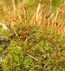 Tortella xanthocarpa