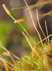 Tortella xanthocarpa