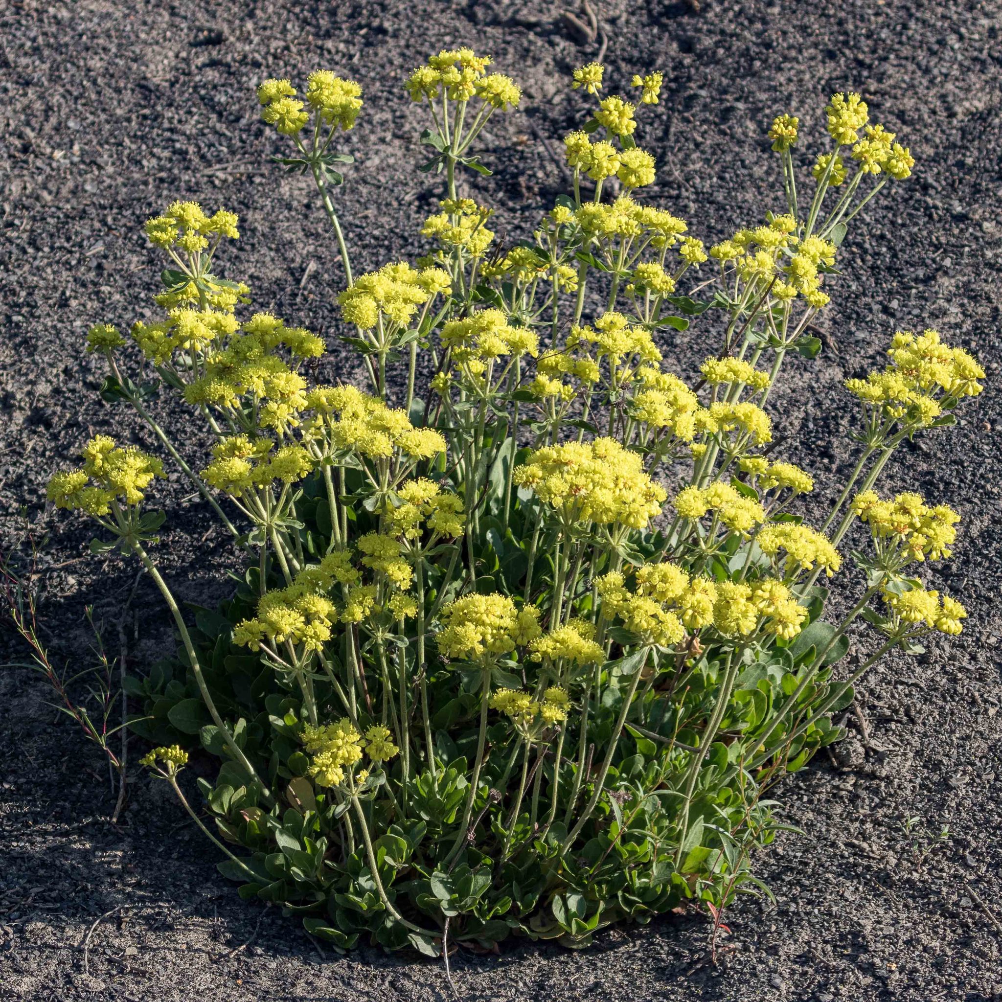 Eriogonum umbellatum var. aureum