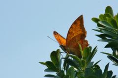 Charaxes marmax