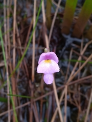 Utricularia purpurea image